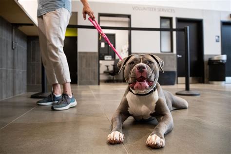 Humane society omaha - The Nebraska Humane Society protects, saves and enriches the lives of animals in the communities it serves. It offers licensing, adoption, education, sanctuary and advocacy …